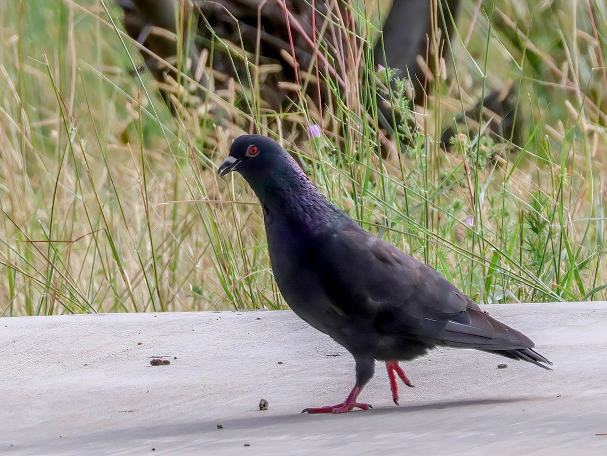 Pigeon biset (forme domestique) - ML638569404