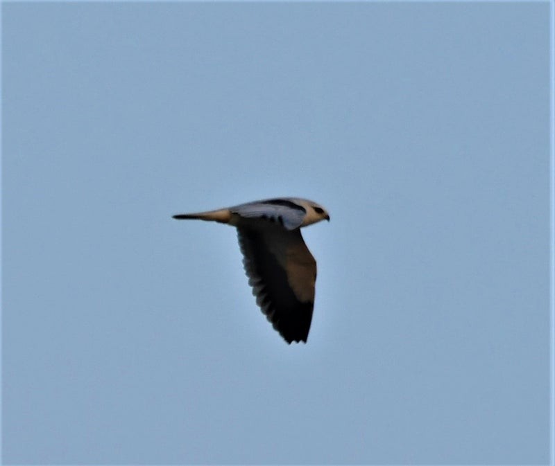 Black-winged Kite - ML638569449