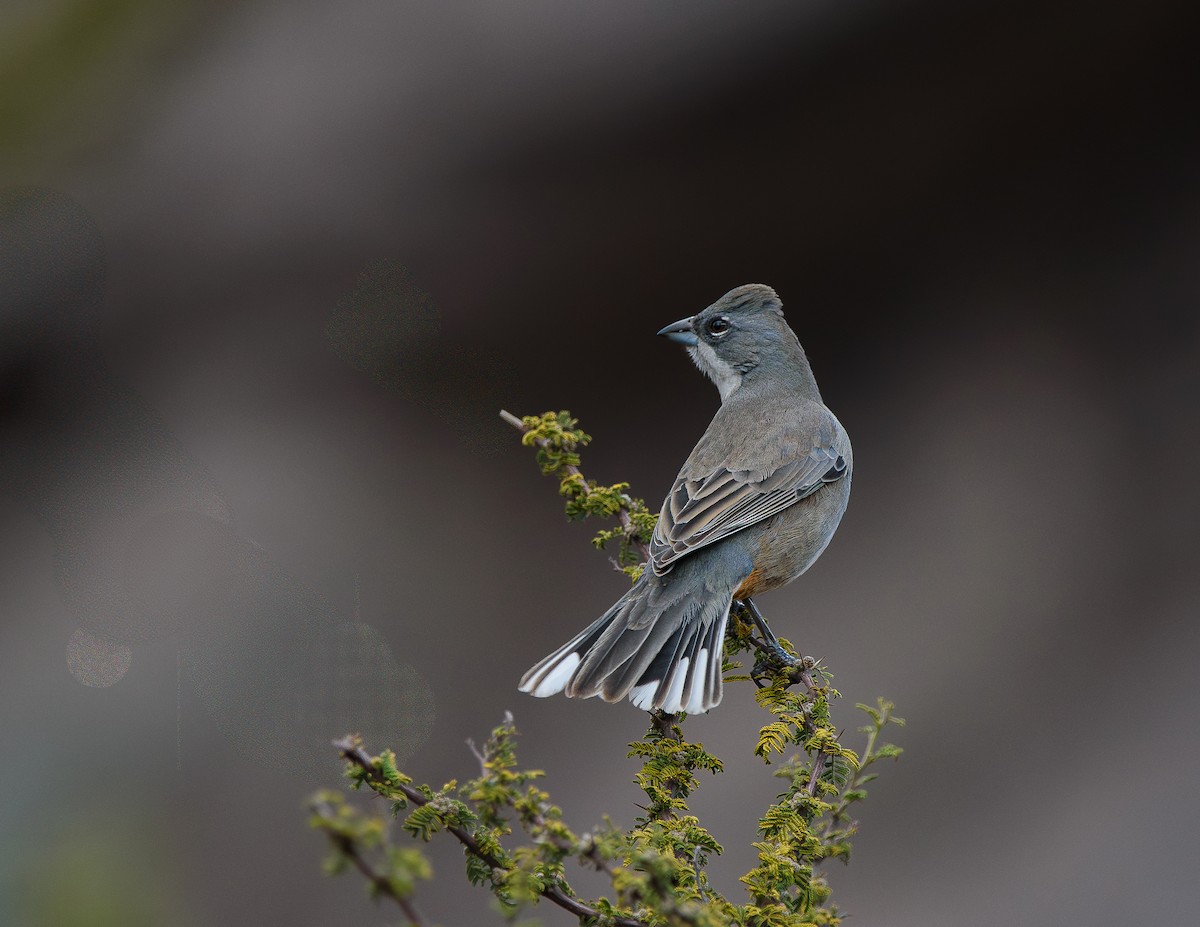 Diuca Finch - ML638569496