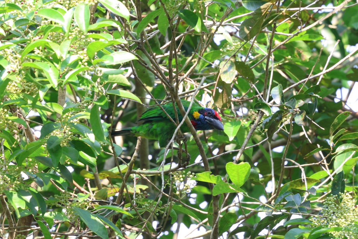 Red-crowned Barbet - ML638569508