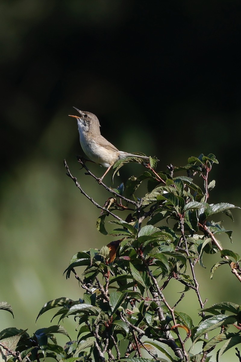 Blunt-winged Warbler - ML638569592