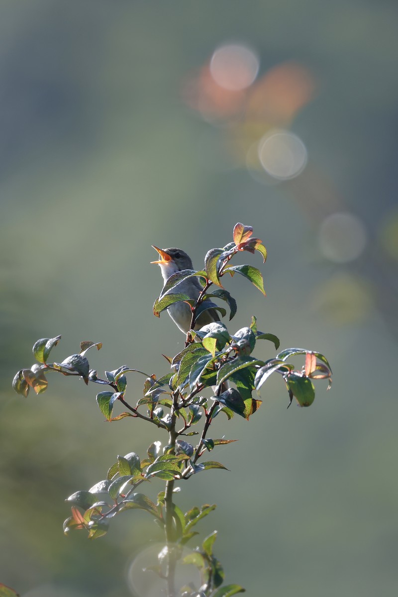 Blunt-winged Warbler - ML638569593