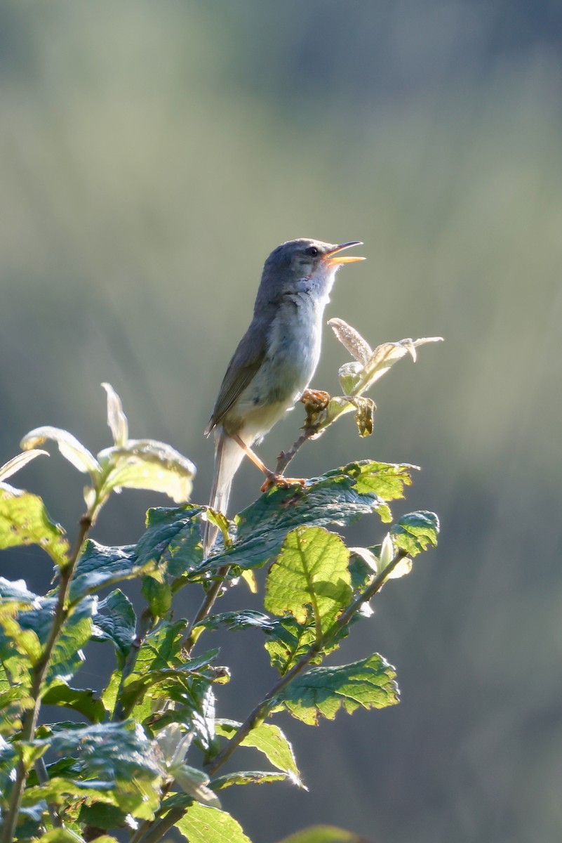 Blunt-winged Warbler - ML638569594