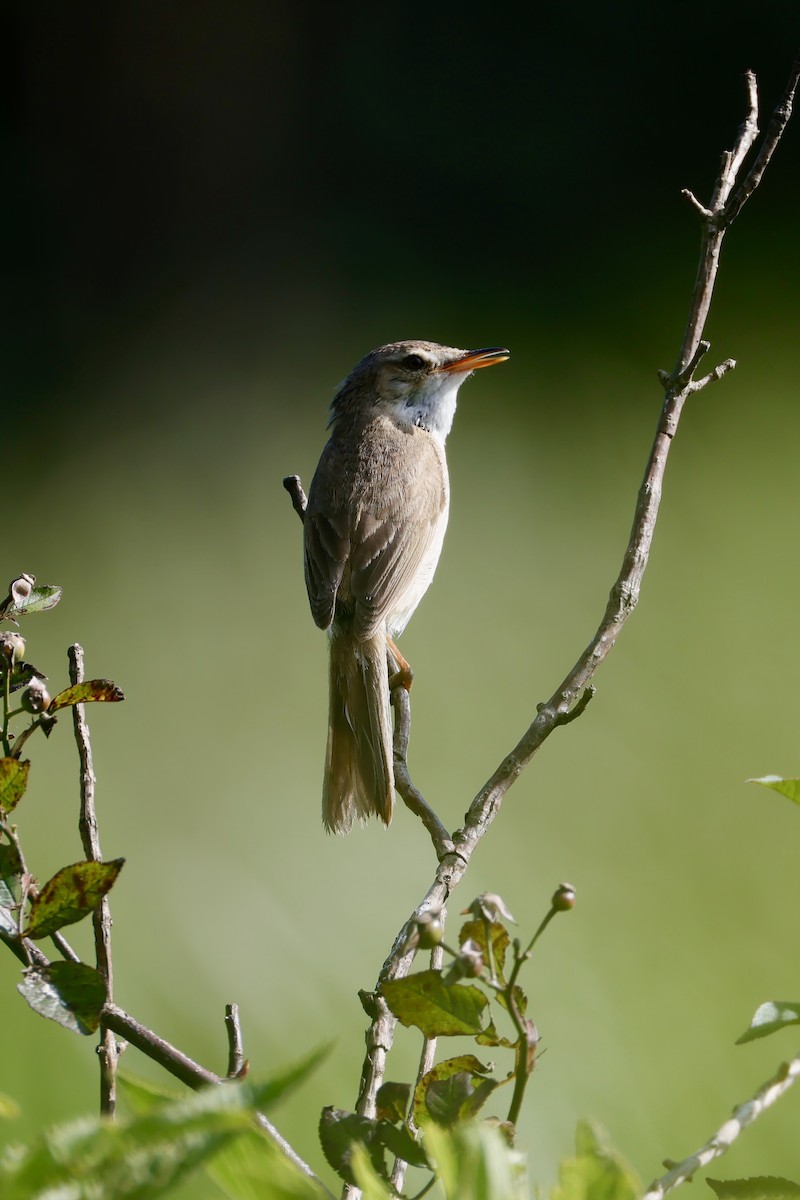 Blunt-winged Warbler - ML638569595