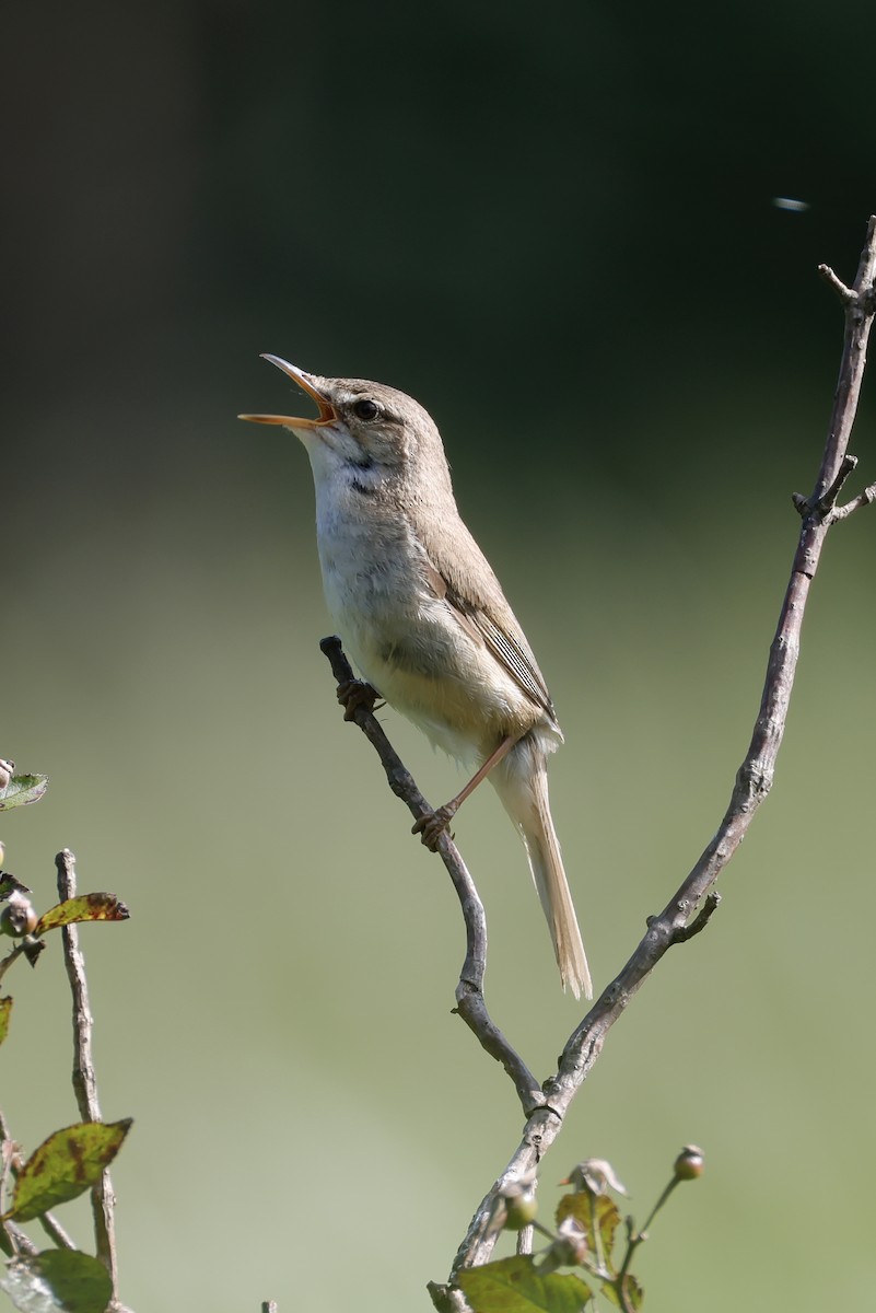 Blunt-winged Warbler - ML638569596
