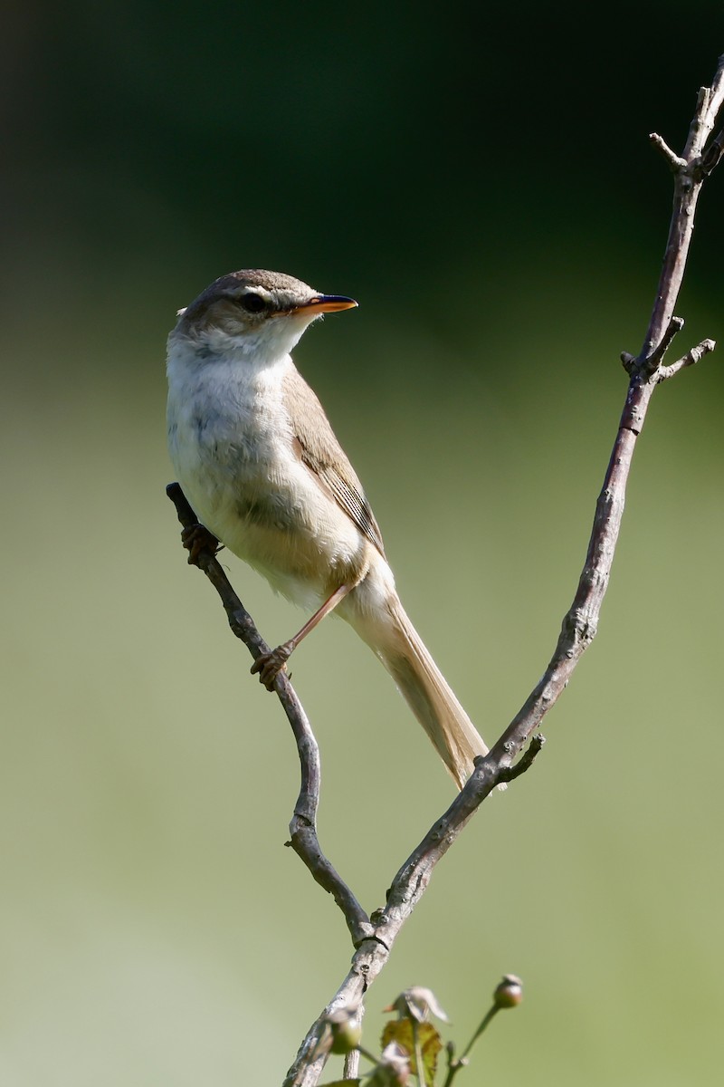 Blunt-winged Warbler - ML638569597