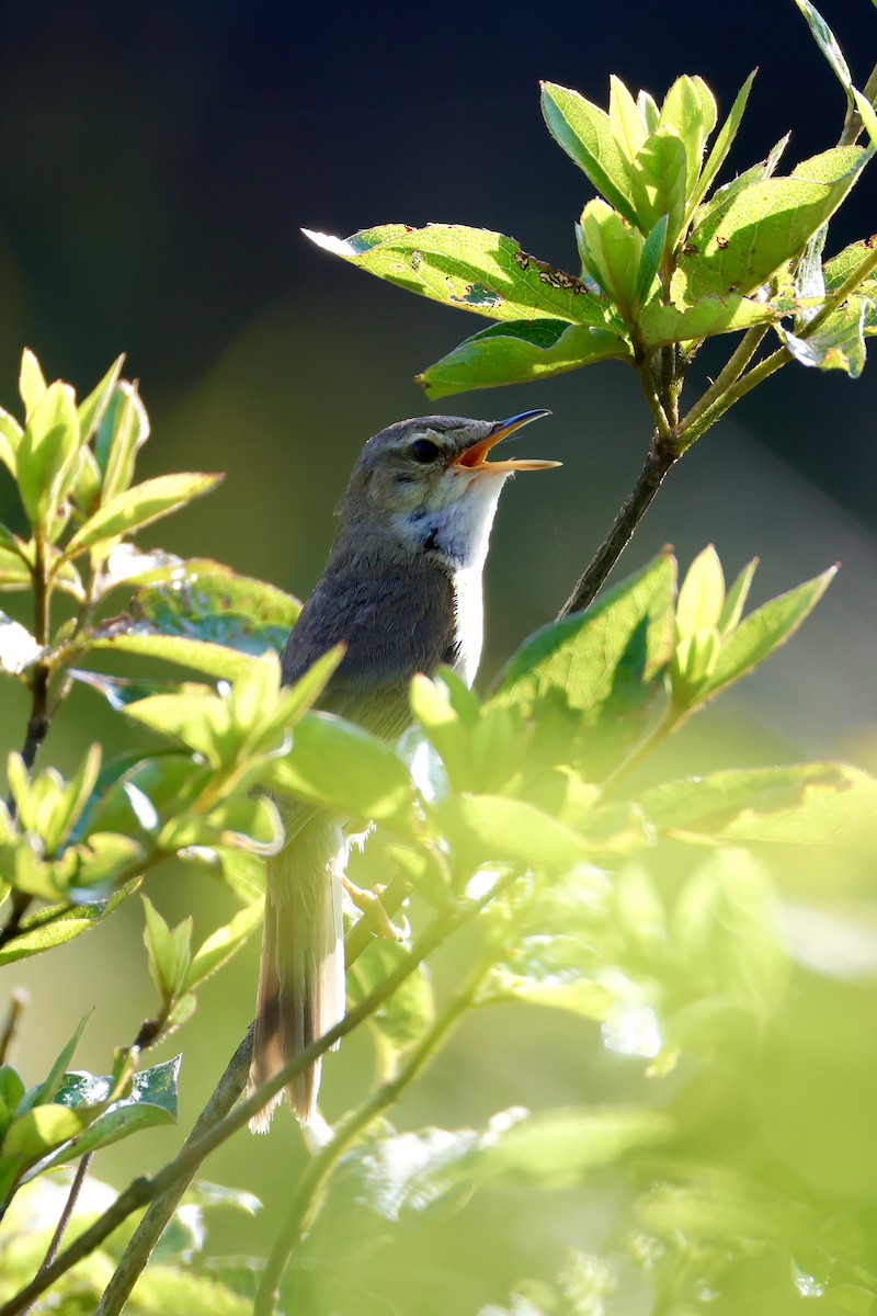 Blunt-winged Warbler - ML638569598