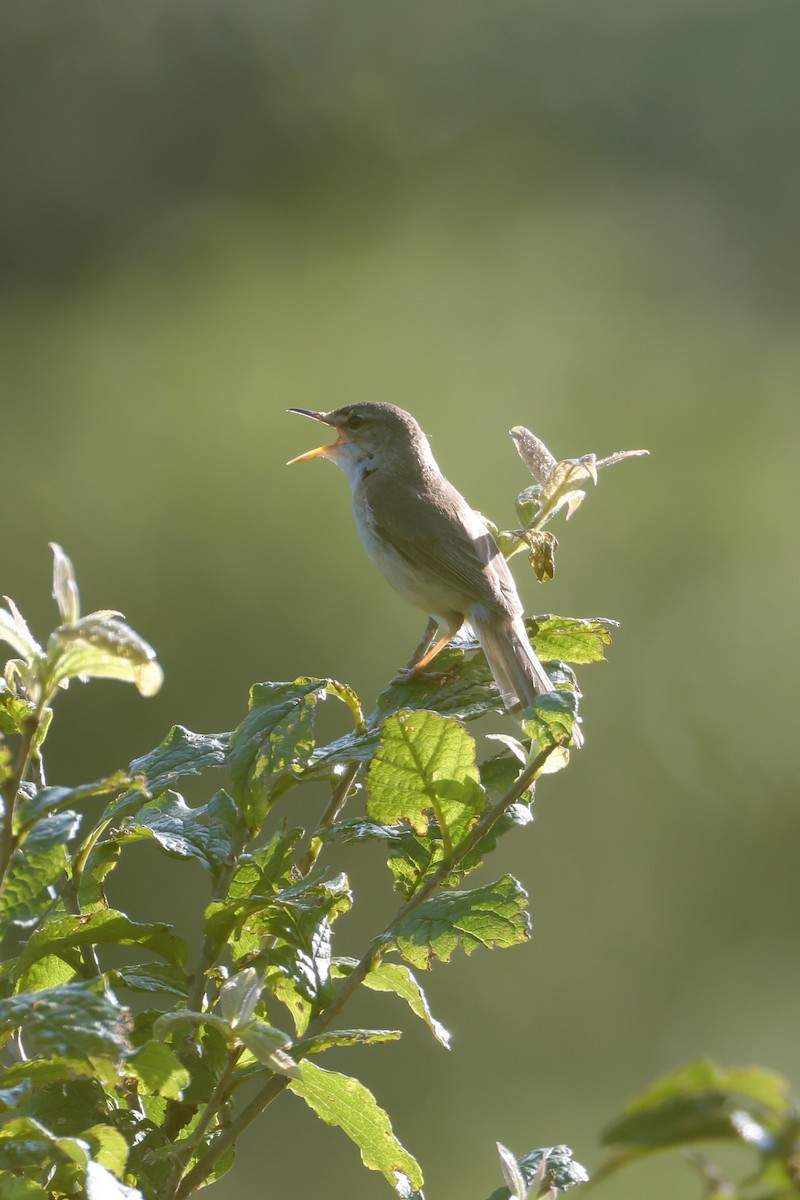 Blunt-winged Warbler - ML638569599