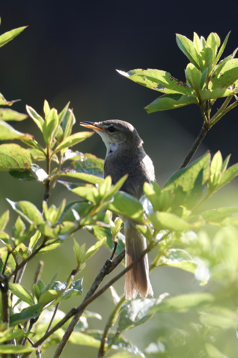Blunt-winged Warbler - ML638569600