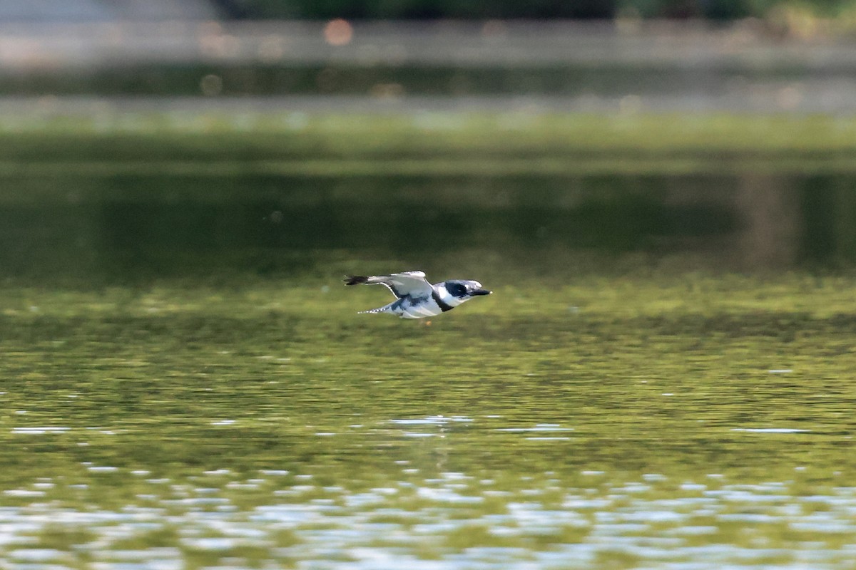 Belted Kingfisher - ML638569617