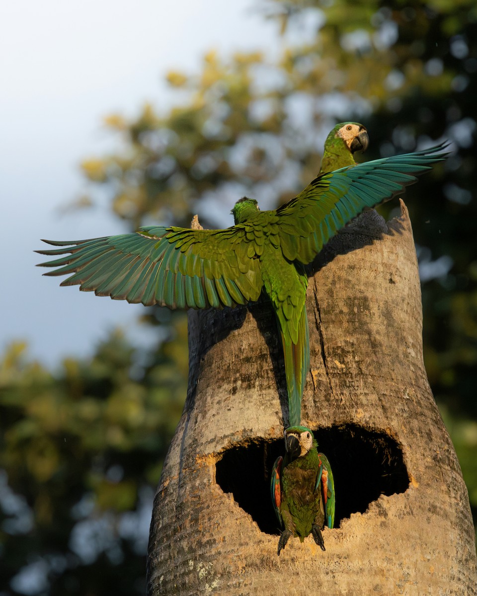 Chestnut-fronted Macaw - ML638569633