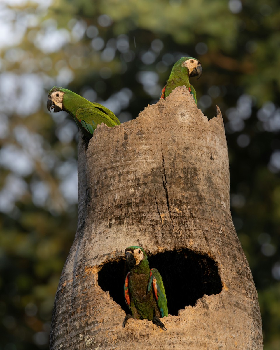 Chestnut-fronted Macaw - ML638569634