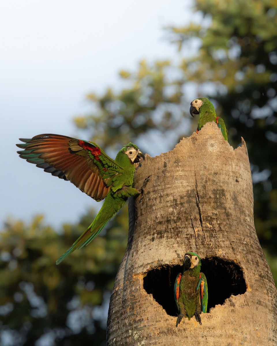 Chestnut-fronted Macaw - ML638569635