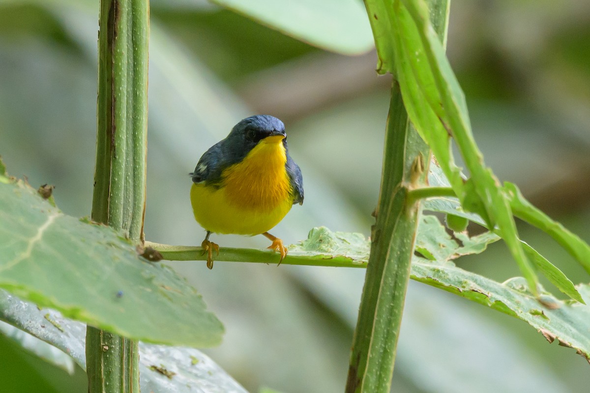 Tropical Parula - ML638569652