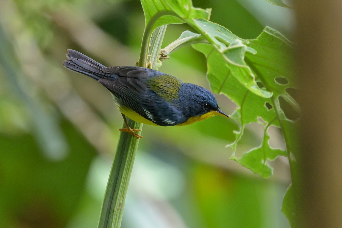 Tropical Parula - ML638569653