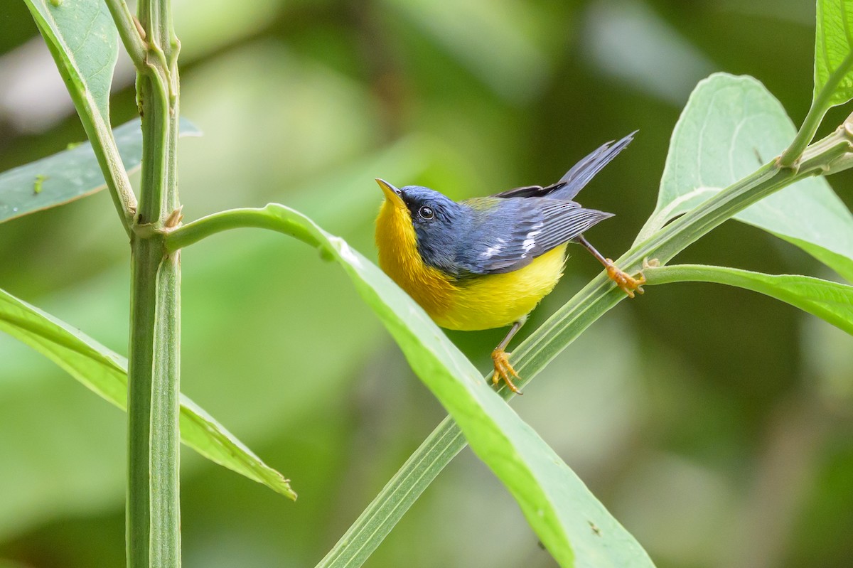 Tropical Parula - ML638569654