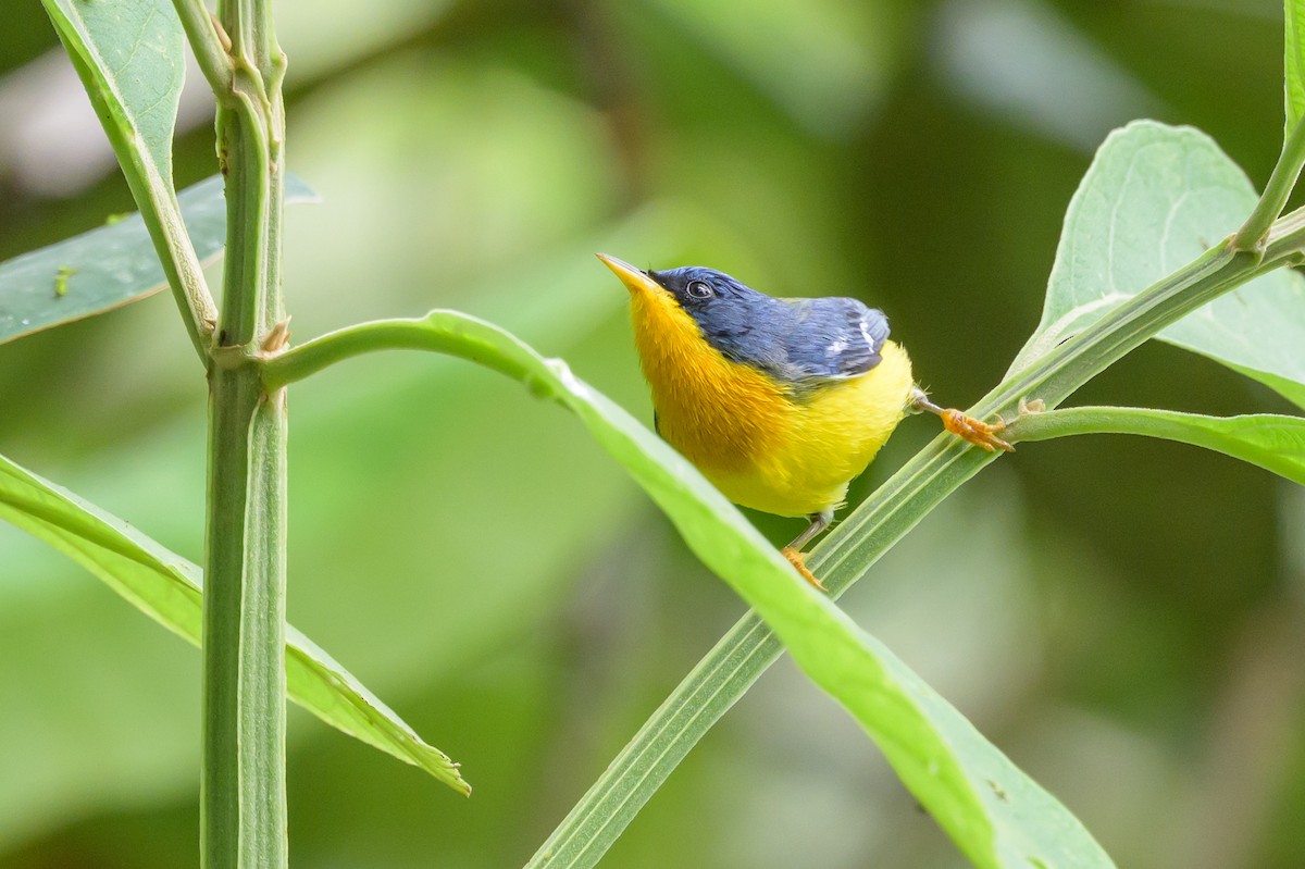 Tropical Parula - ML638569655