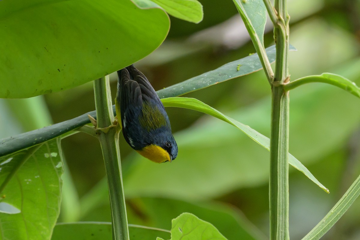 Tropical Parula - ML638569656