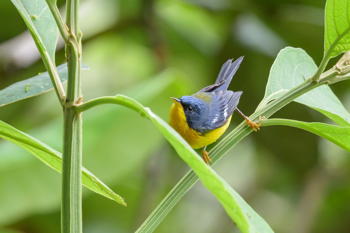 Tropical Parula - ML638569659