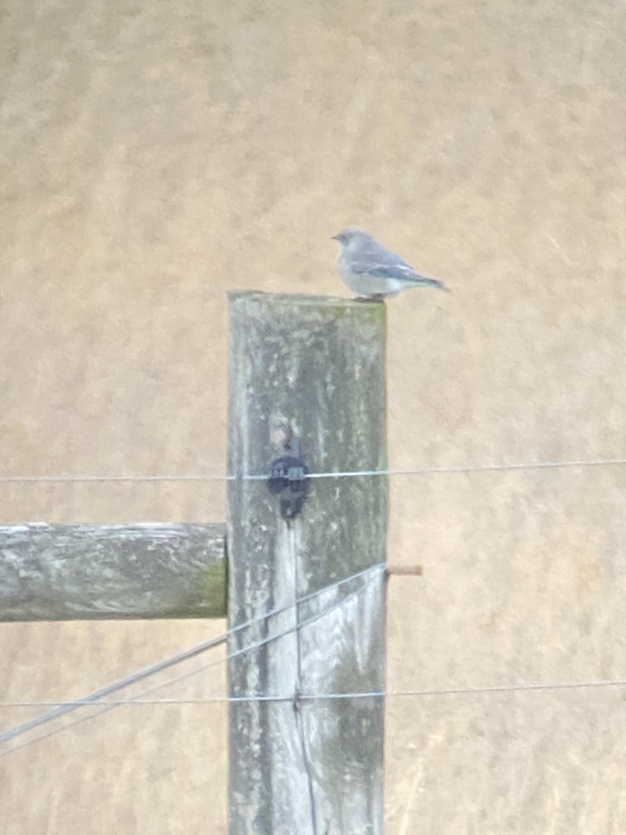 Mountain Bluebird - ML638569751