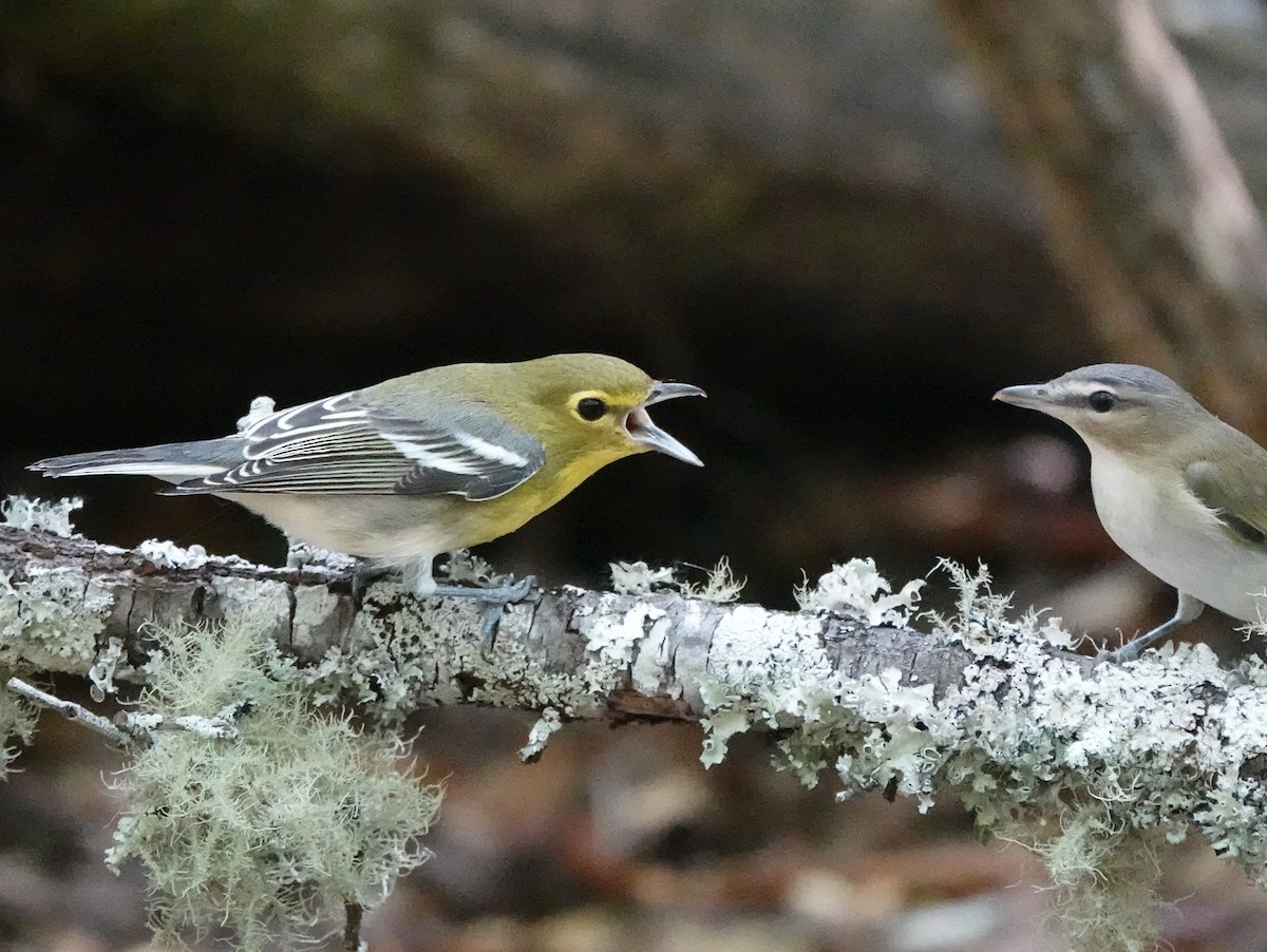 Yellow-throated Vireo - ML638569753