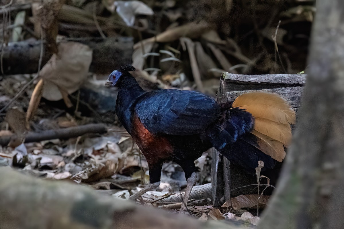 Bornean Crested Fireback - ML638569800