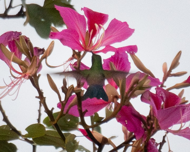 Blue-vented Hummingbird - ML638569888