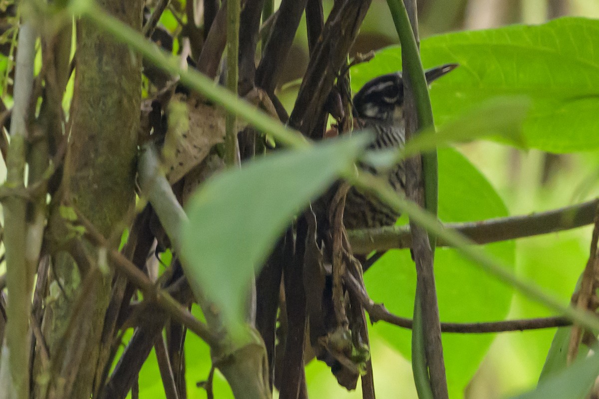 Bay Wren - ML638569929