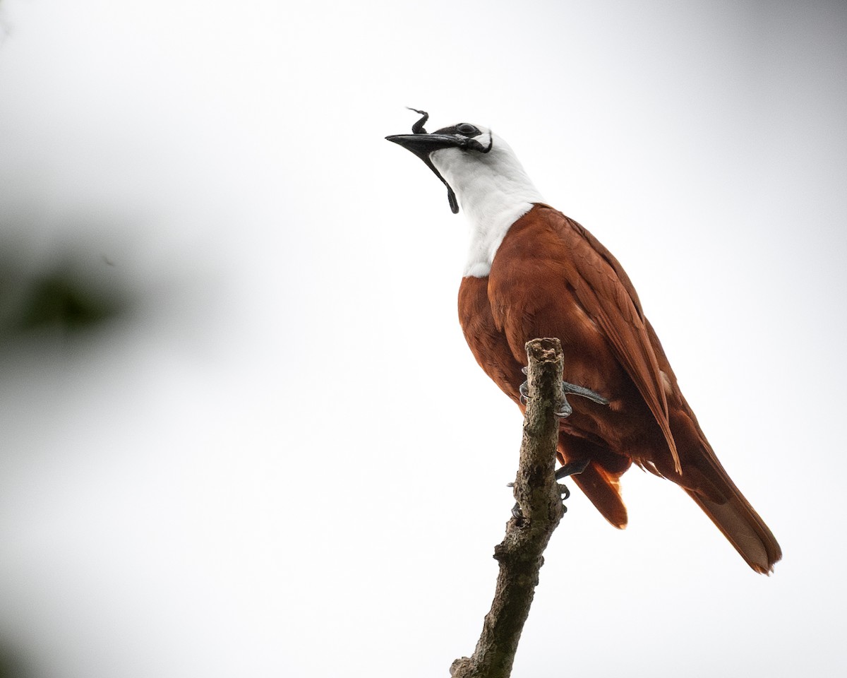 Three-wattled Bellbird - ML638569932