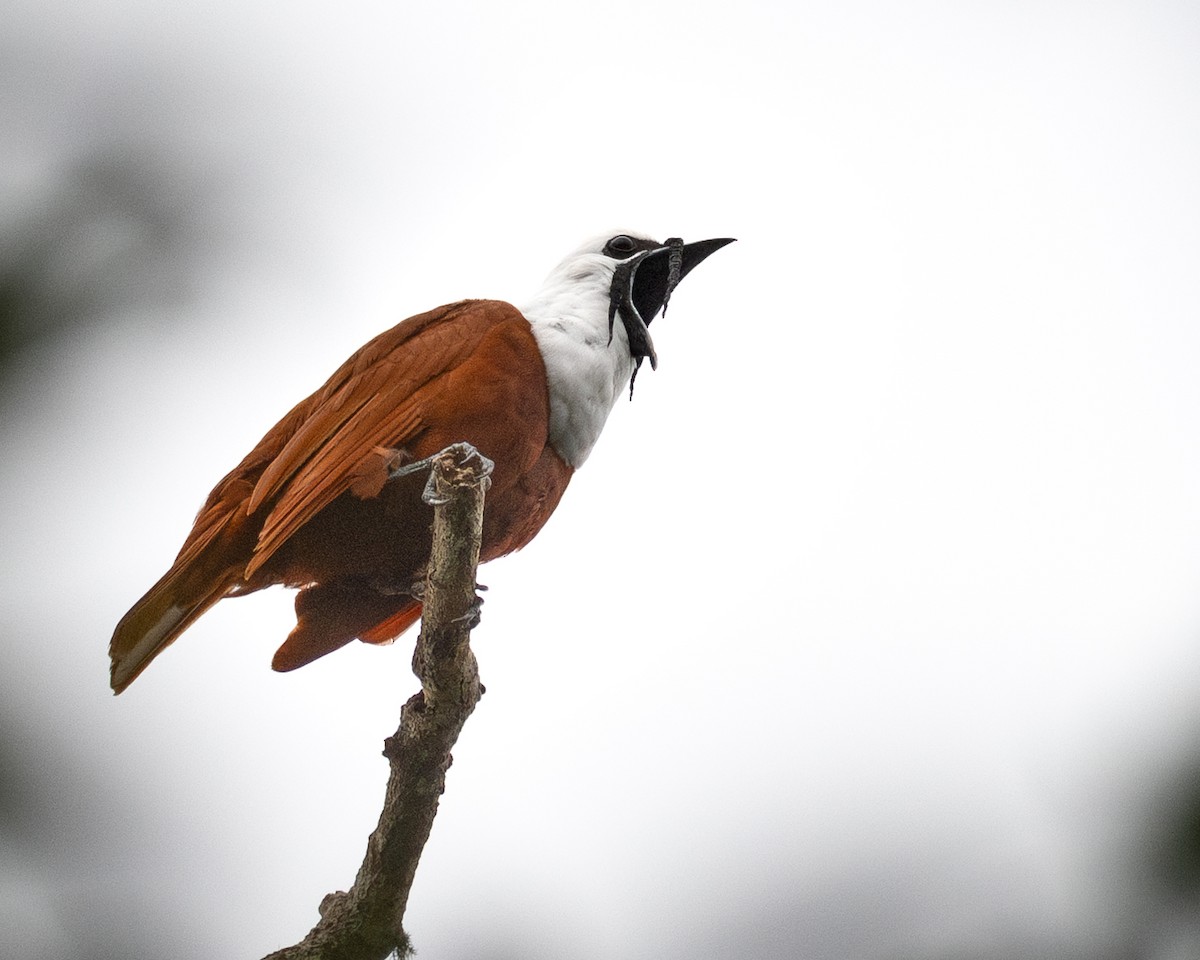 Three-wattled Bellbird - ML638569934