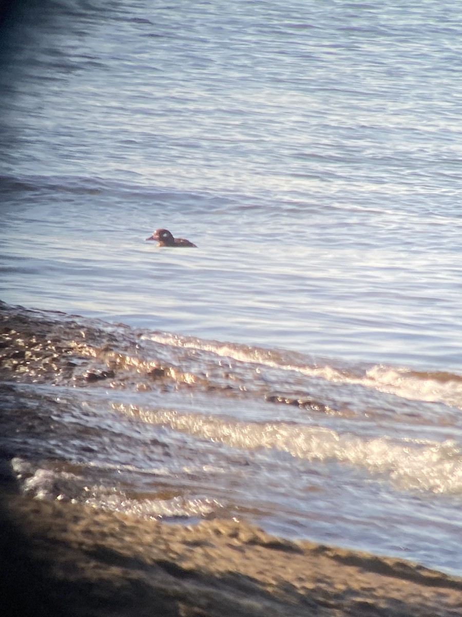 Harlequin Duck - ML638569963