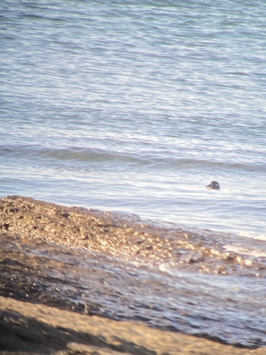 Harlequin Duck - ML638569983
