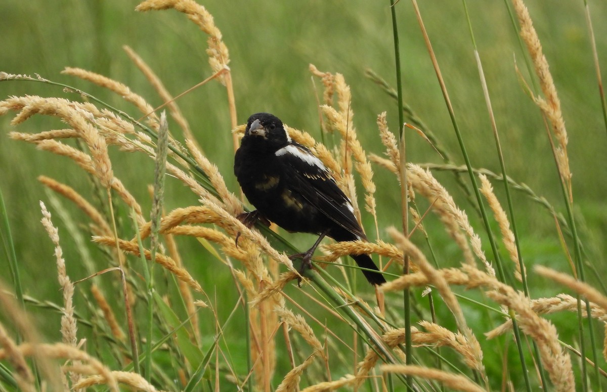 Bobolink - ML638569998