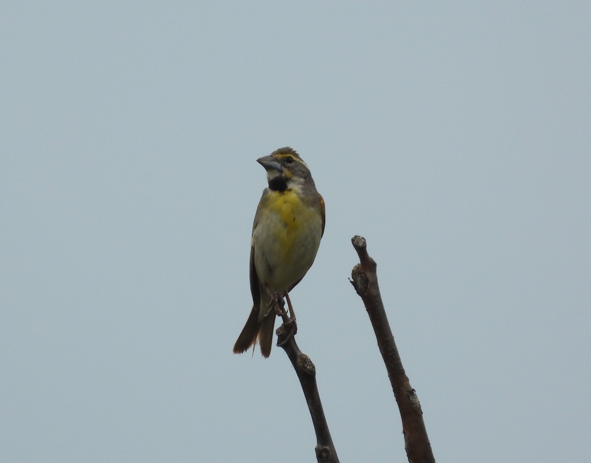 Dickcissel - ML638570004