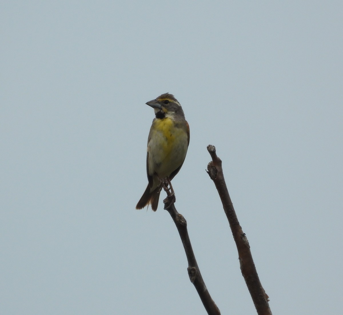 Dickcissel - ML638570008