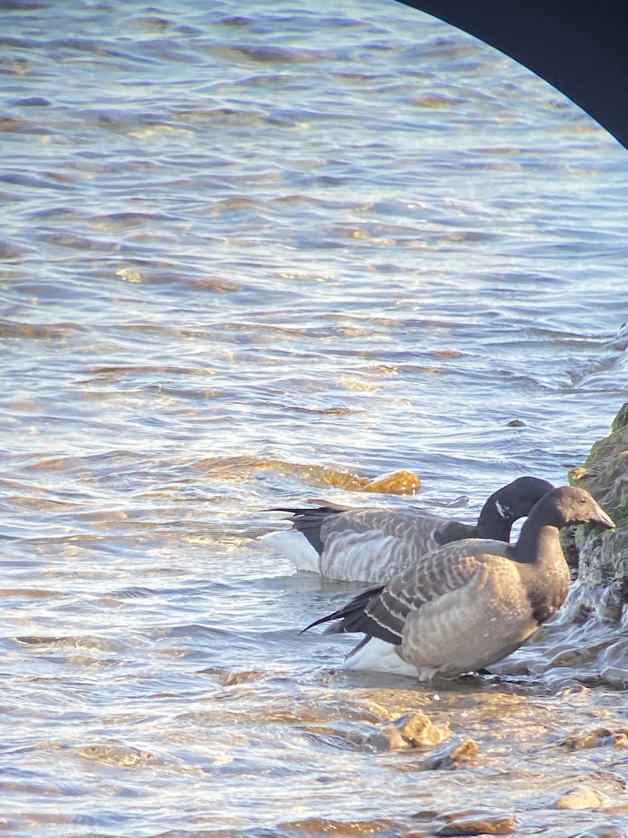 Brant - ML638570021