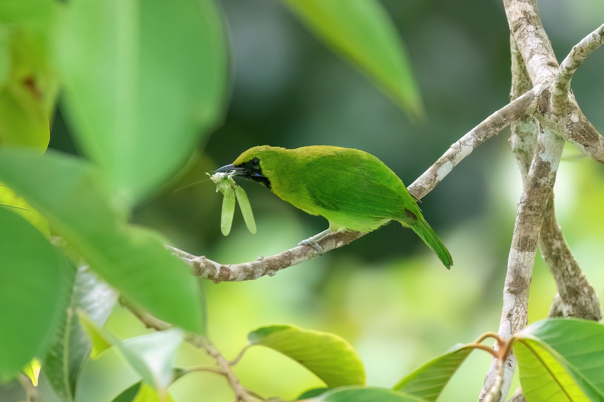 Lesser Green Leafbird - ML638570035