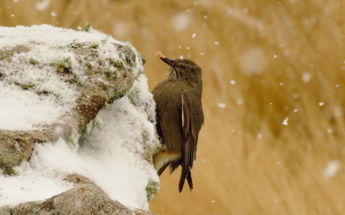 Black-billed Shrike-Tyrant - ML638570039