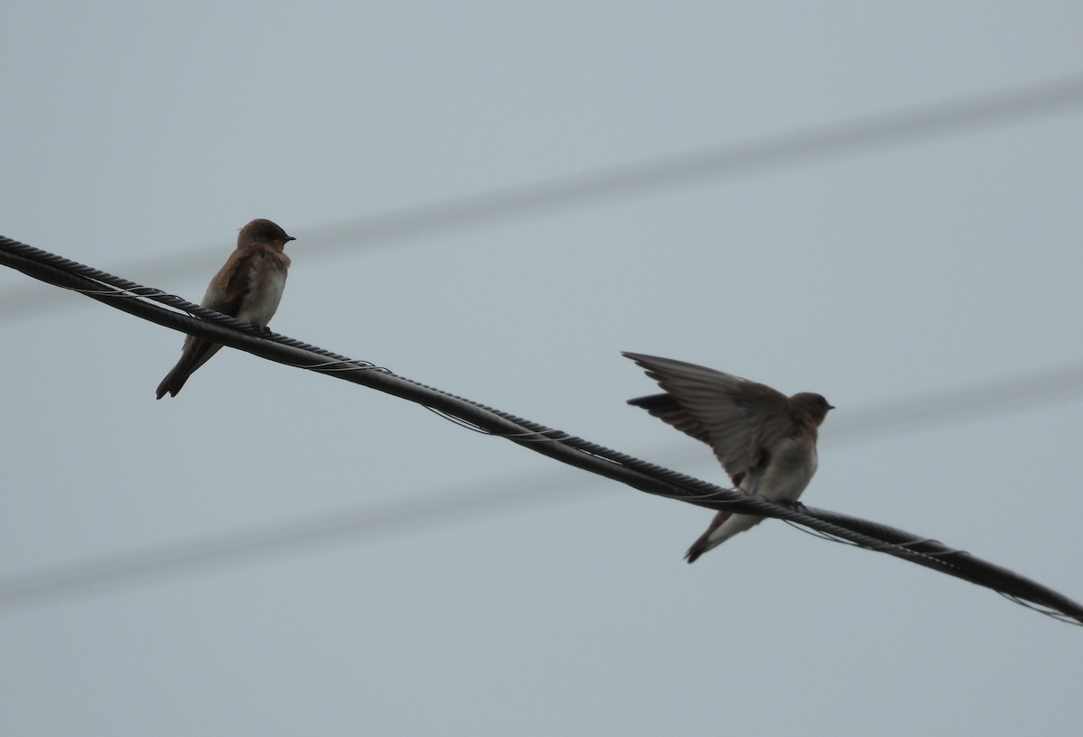 Northern Rough-winged Swallow - ML638570064