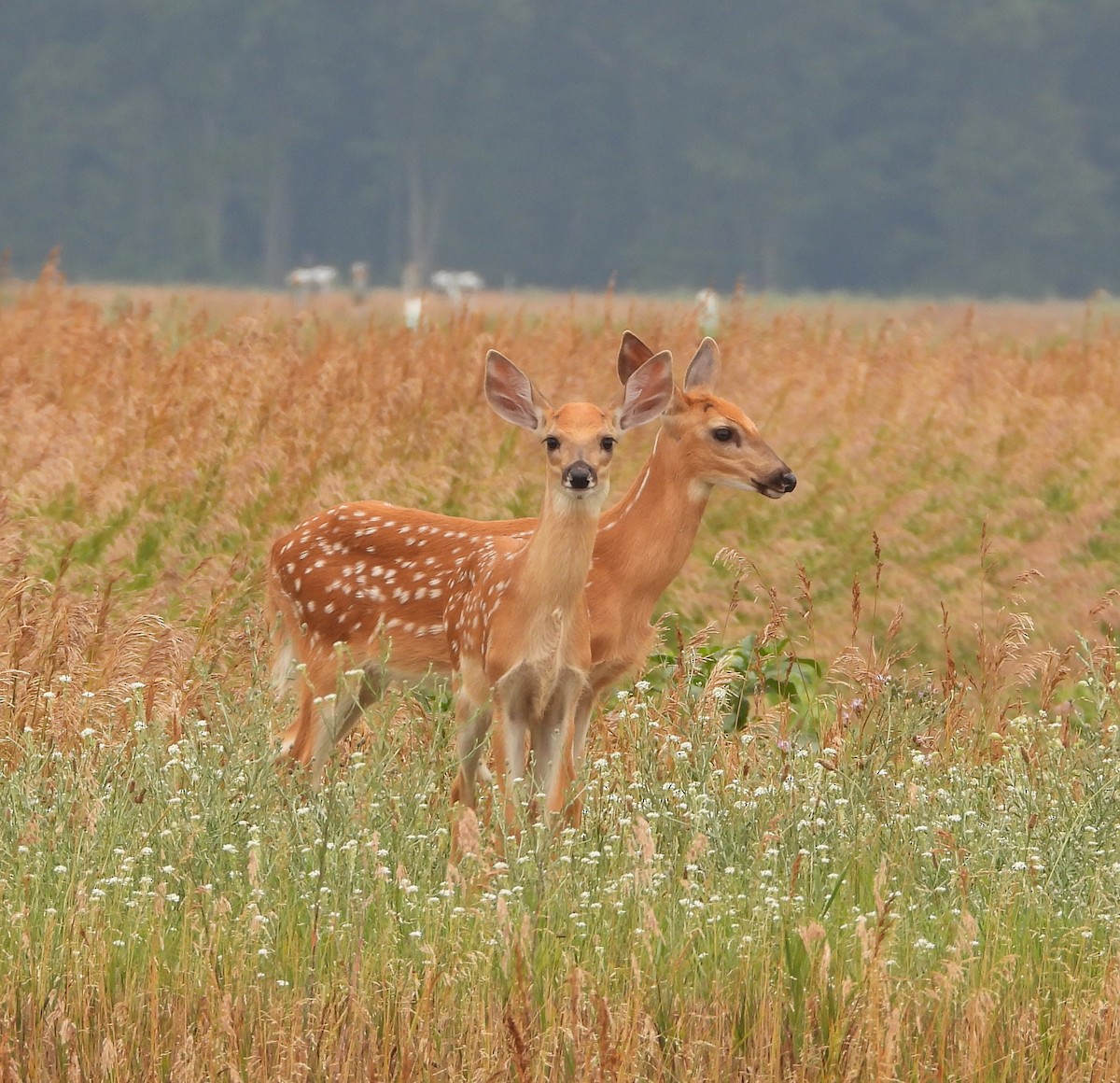 Animals - ML638570071