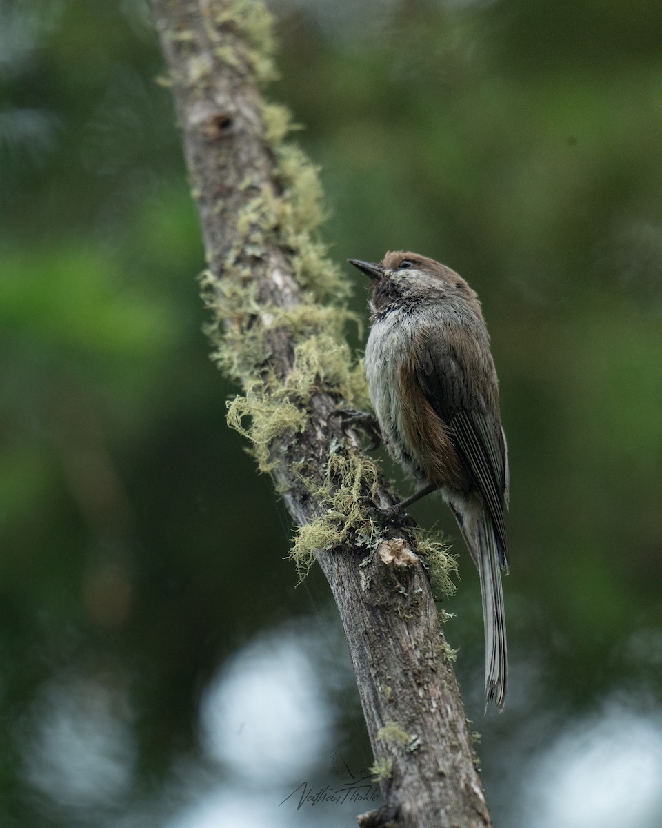 Boreal Chickadee - ML638570079