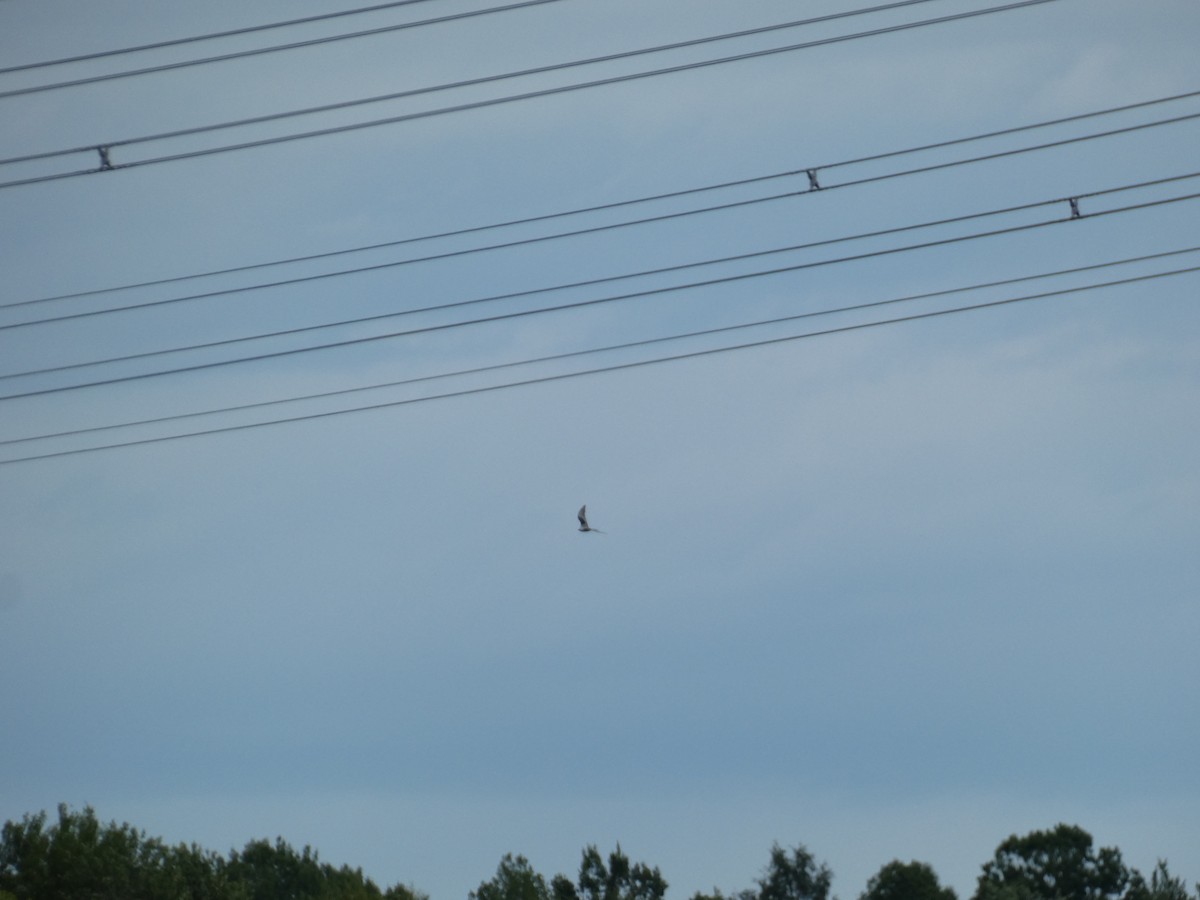 White-tailed Kite - ML638570086