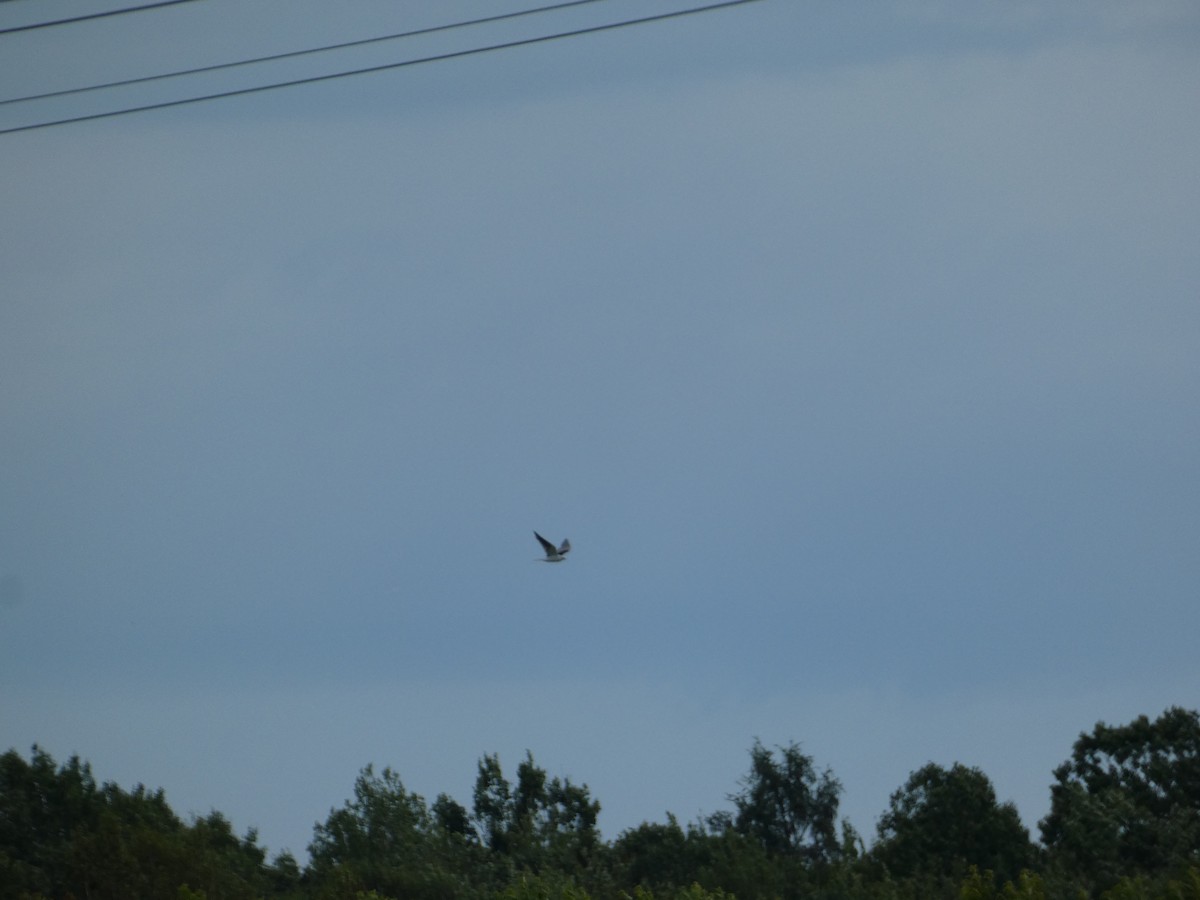 White-tailed Kite - ML638570087