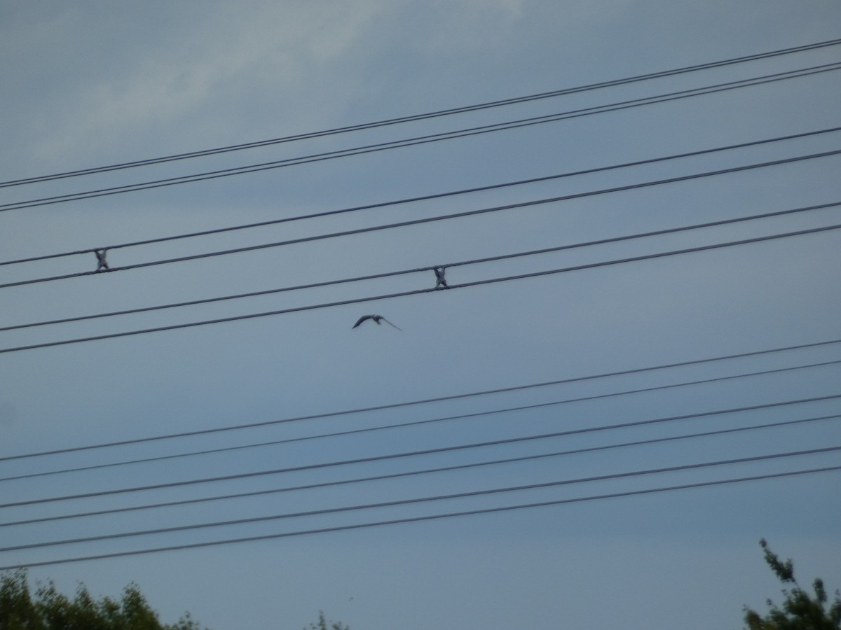 White-tailed Kite - ML638570088