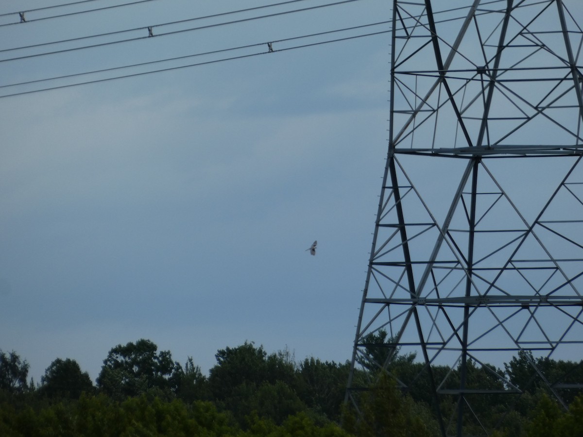 White-tailed Kite - ML638570089