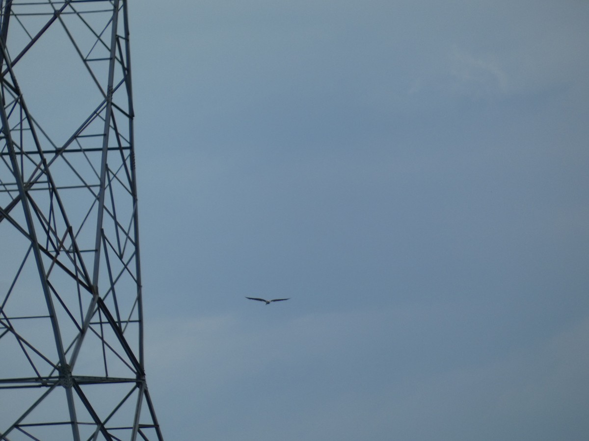 White-tailed Kite - ML638570090