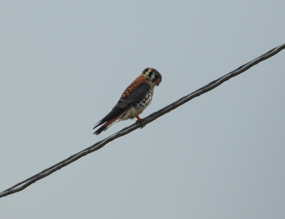 American Kestrel - ML638570099