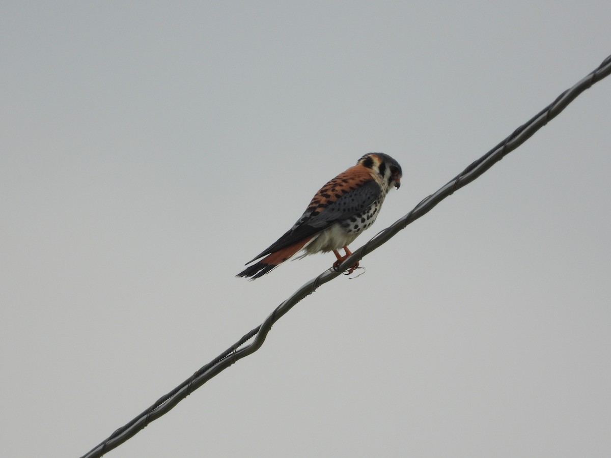 American Kestrel - ML638570103