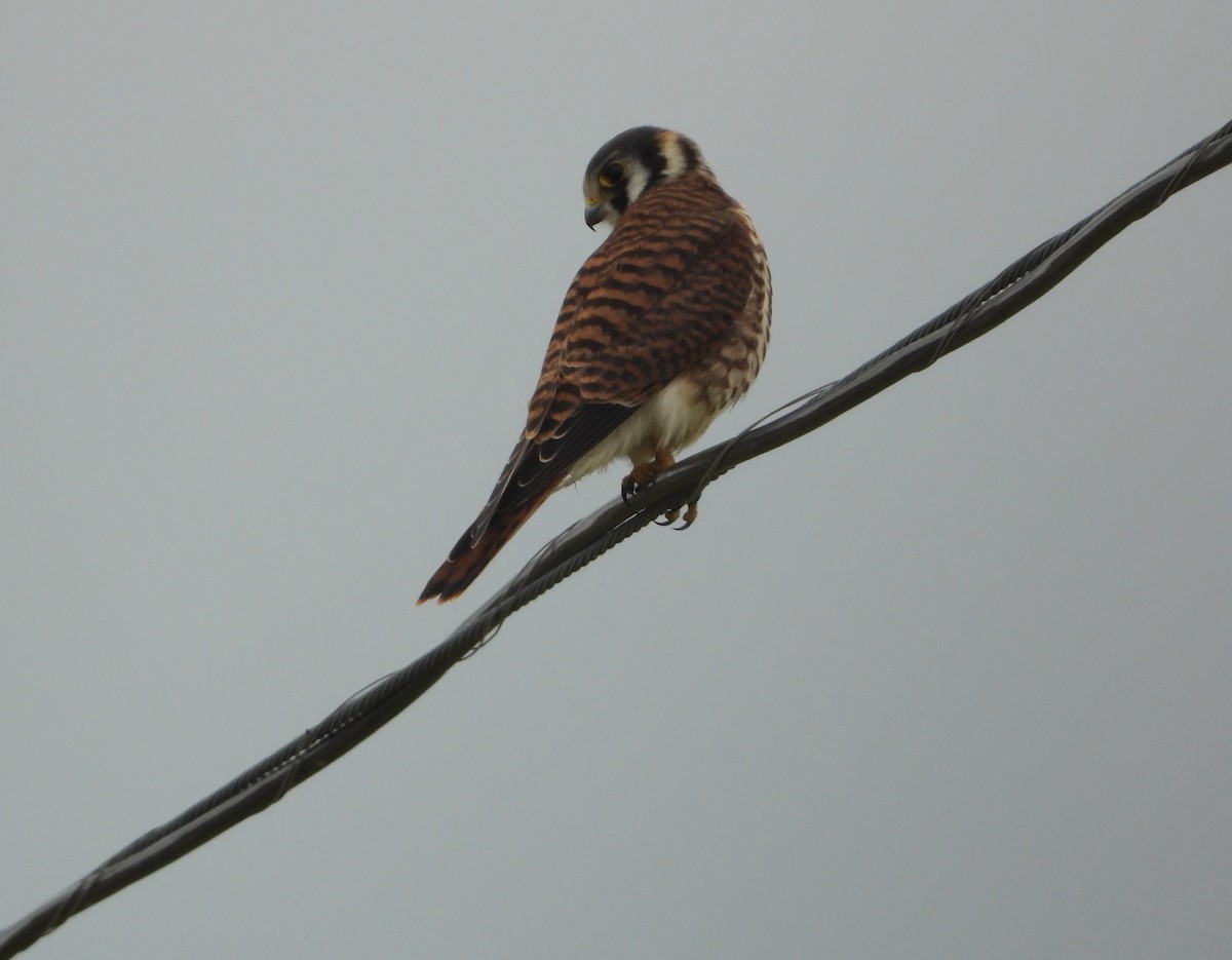 American Kestrel - ML638570113