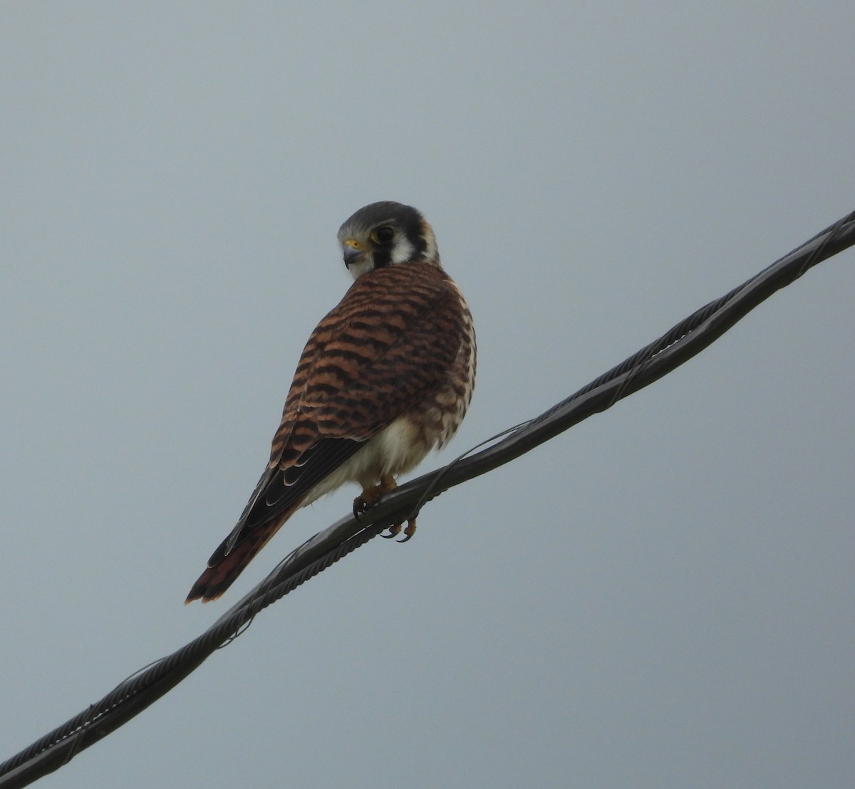 American Kestrel - ML638570114